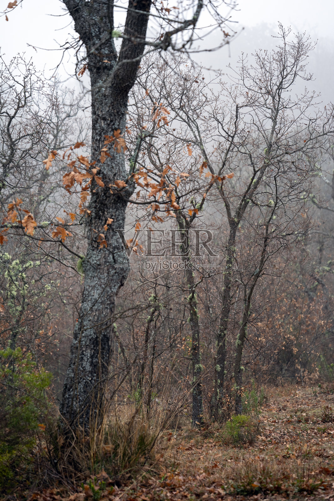 冬天雾天的橡树林照片摄影图片
