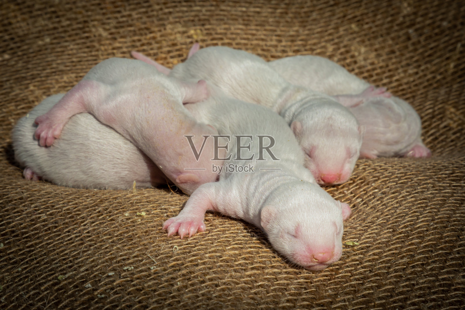 白色的小水貂小狗。照片摄影图片