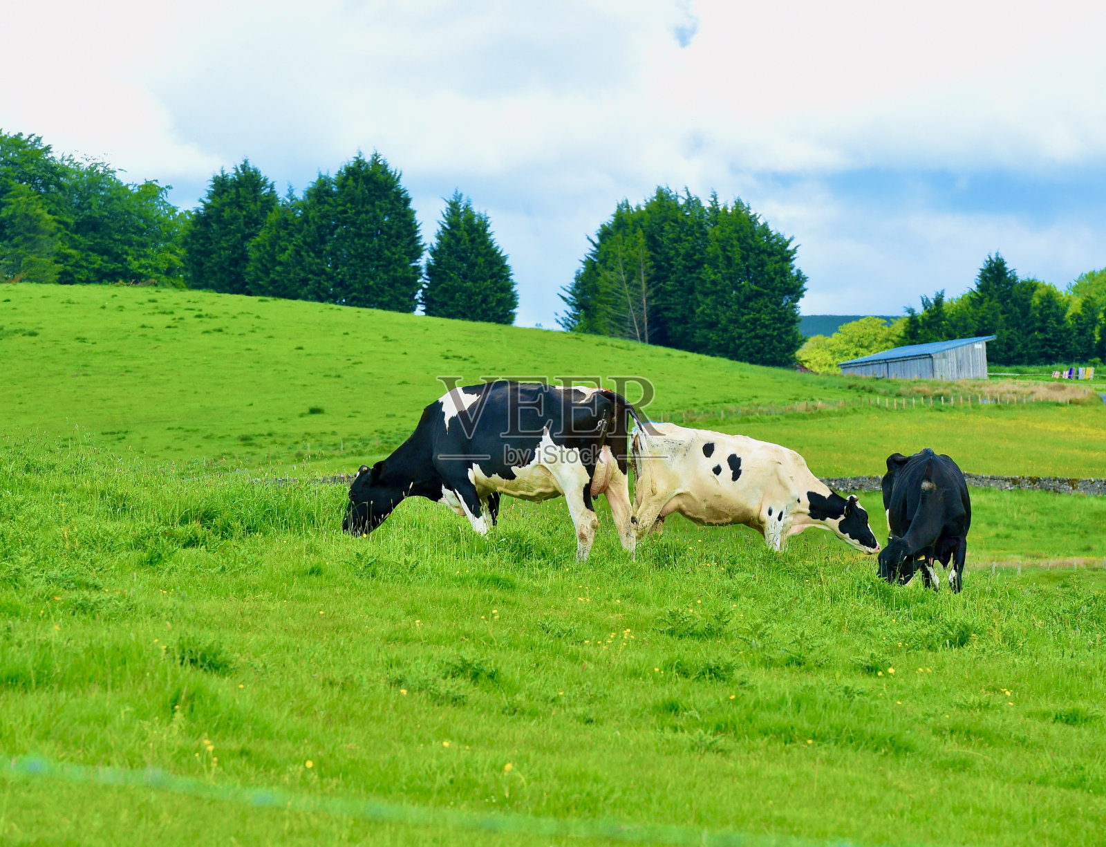 牛照片摄影图片