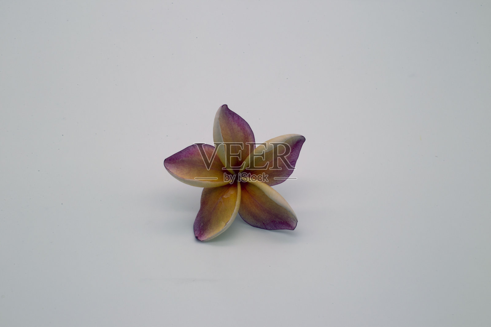 Plumeria偷走。照片摄影图片