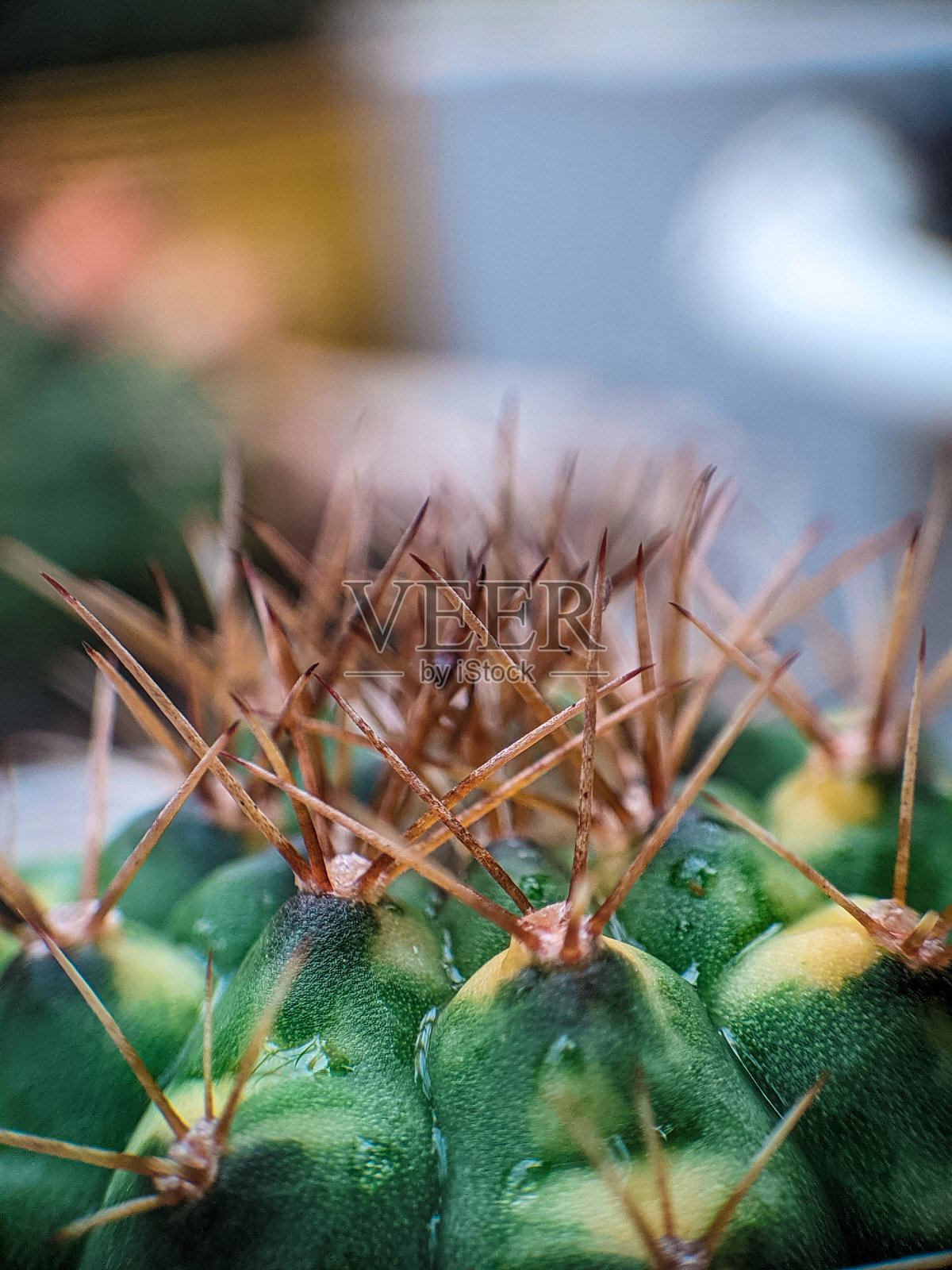 Gymno礁眼细节宏观脊柱照片摄影图片