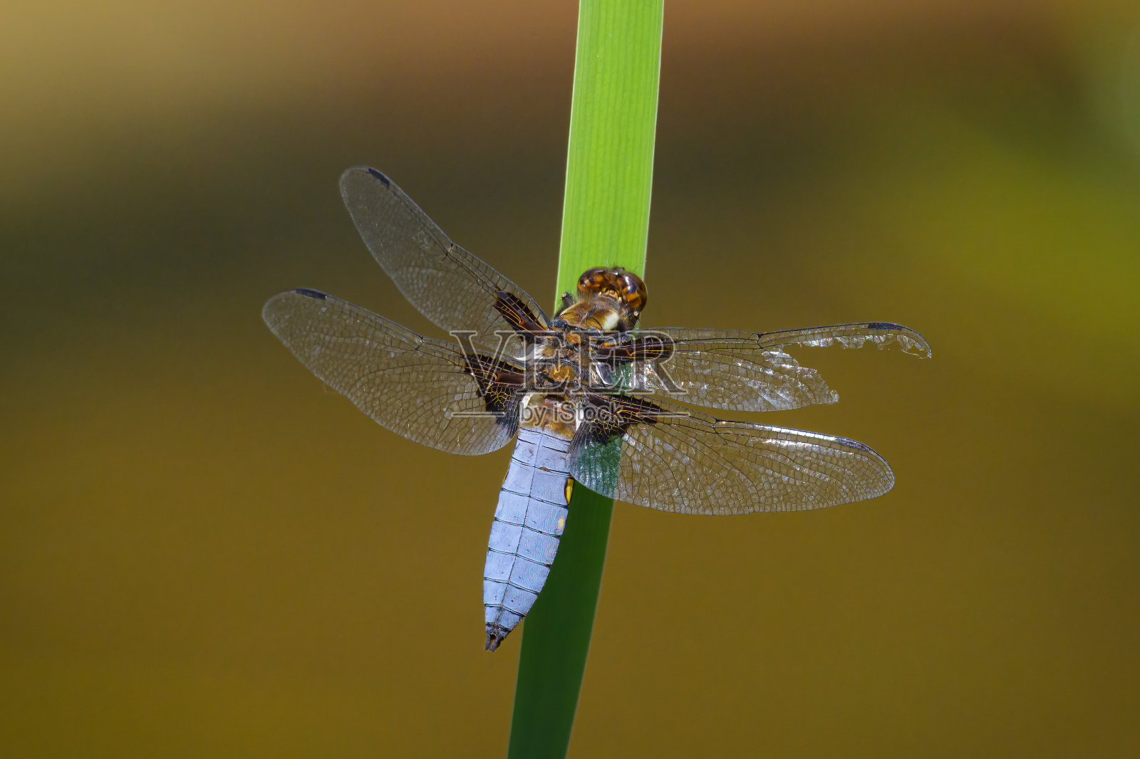 一只体格粗壮的蜻蜓,停在一株绿色植物上照片摄影图片