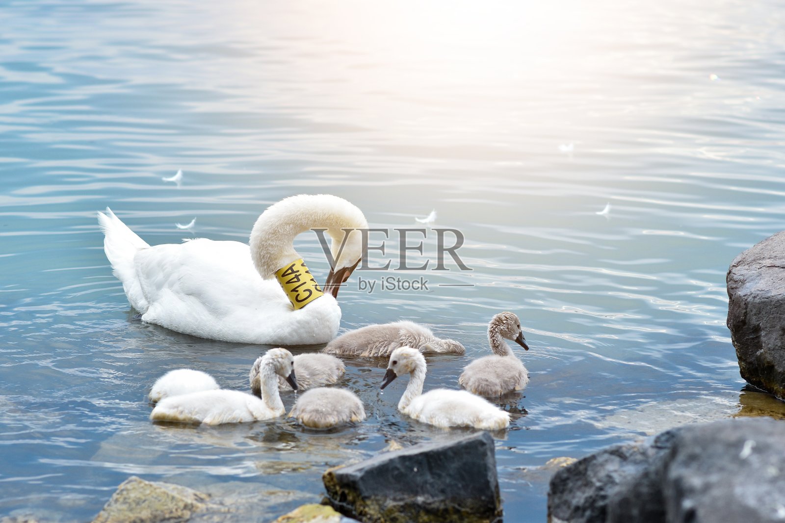 美丽的白色哑巴天鹅妈妈和她可爱的毛茸茸的小天鹅羽毛和漂浮照片摄影图片