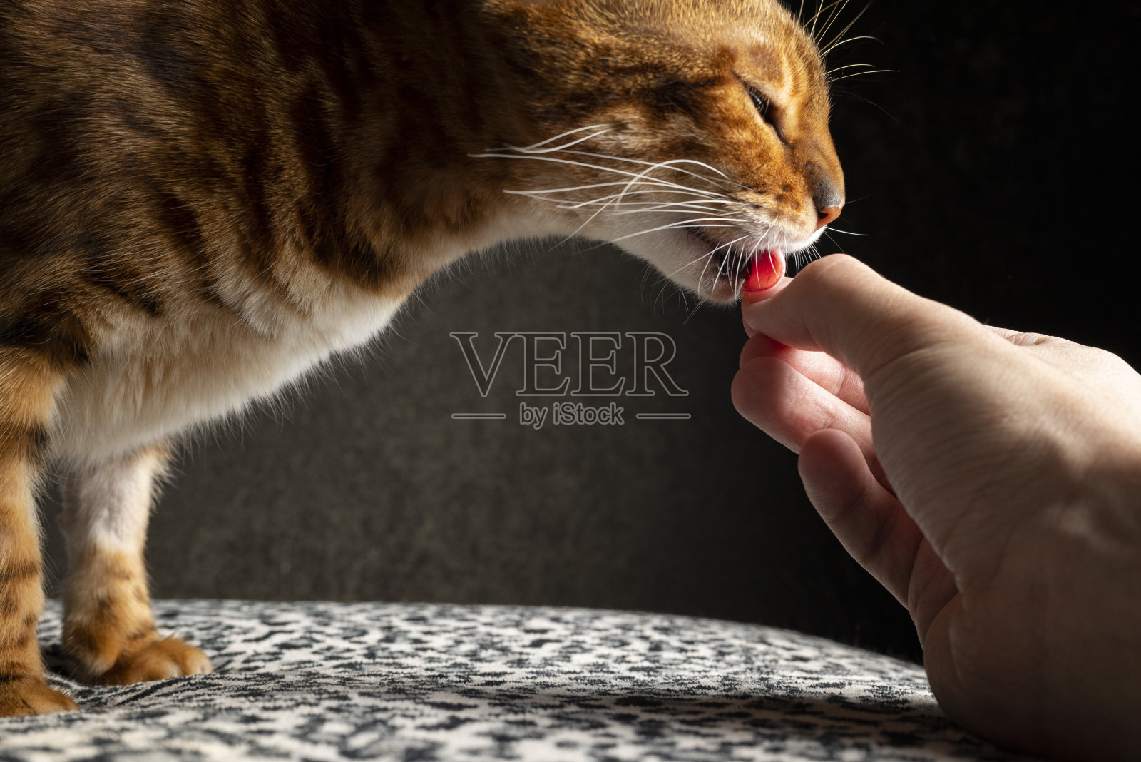 喂猫照片摄影图片