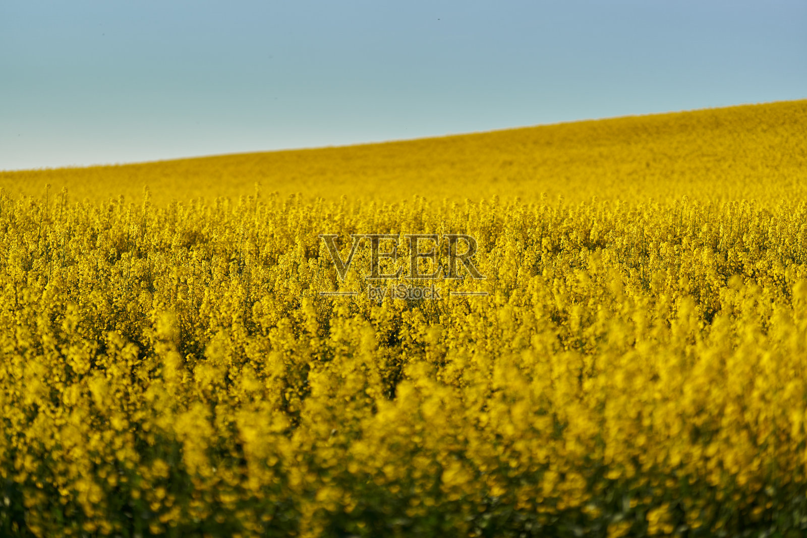 油菜籽田和蓝天照片摄影图片