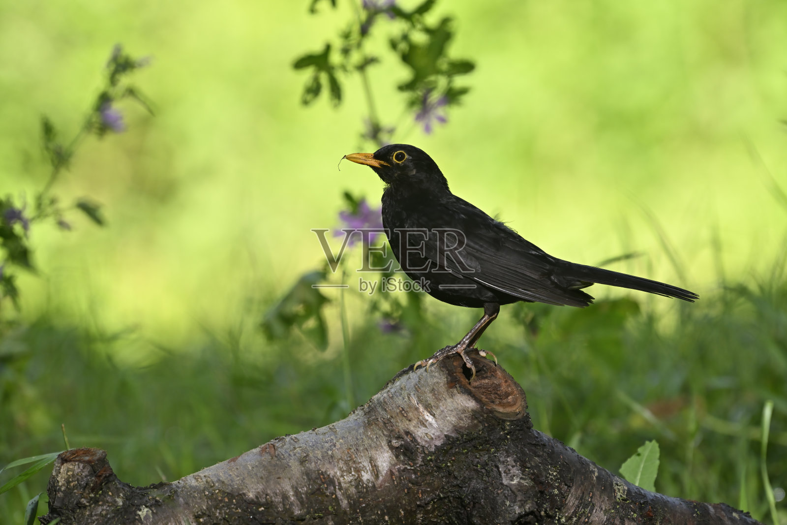 黑鸟照片摄影图片