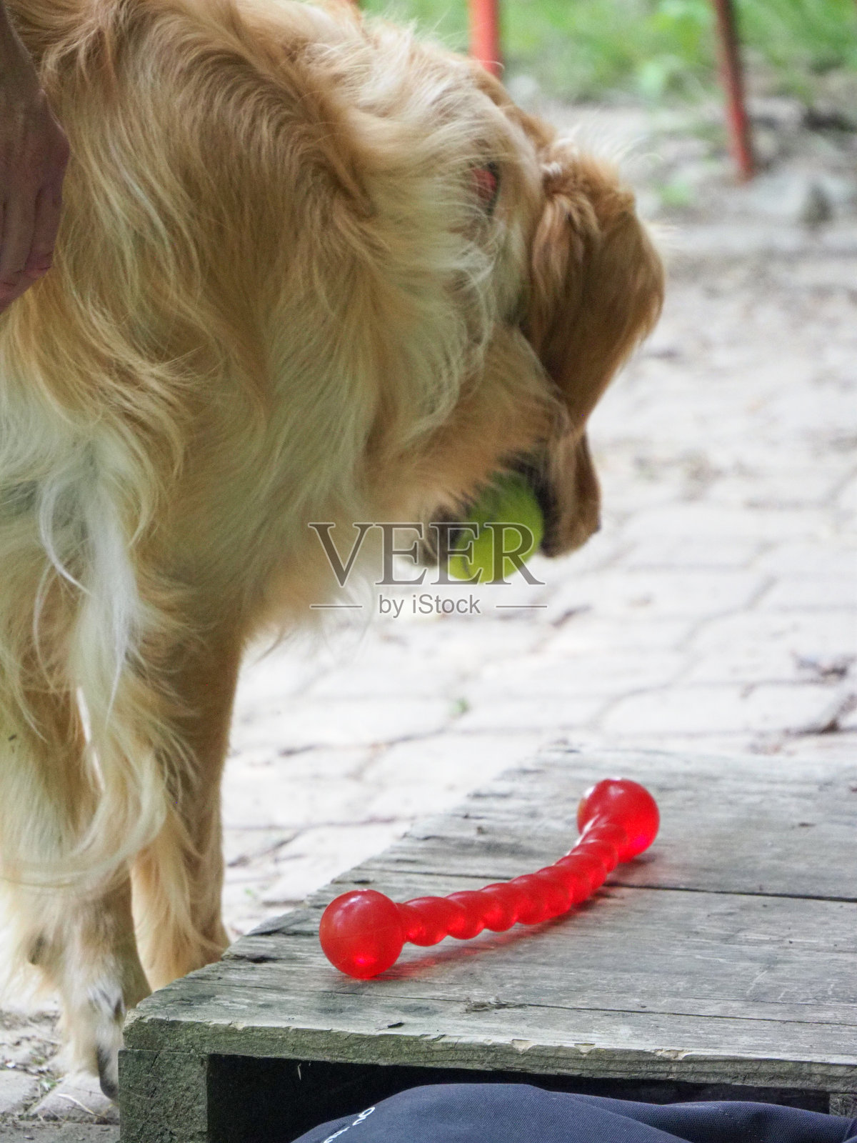 在公园里嬉戏的金毛猎犬照片摄影图片