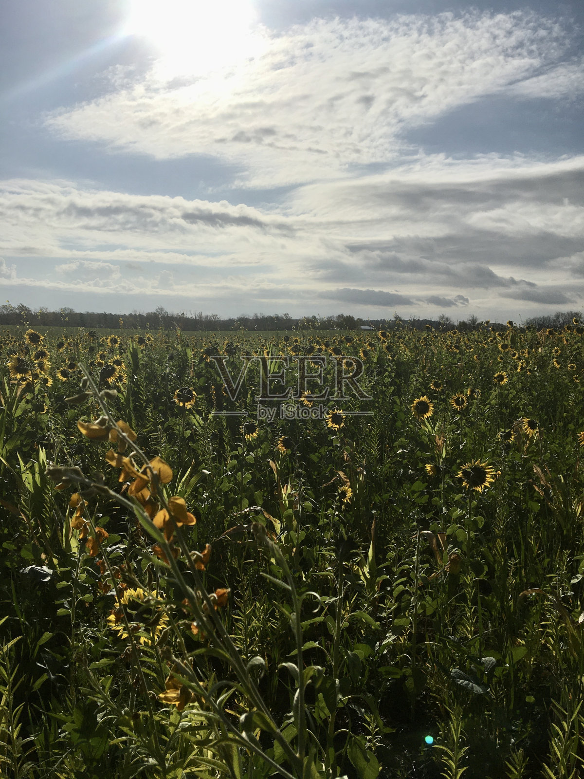 向日葵田照片摄影图片