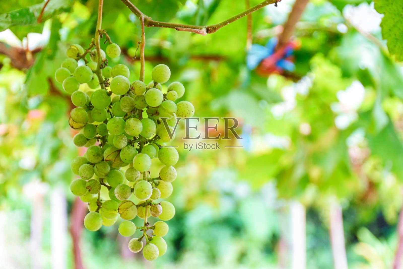 葡萄藤和一串串绿色葡萄生长在花园里的葡萄园。照片摄影图片