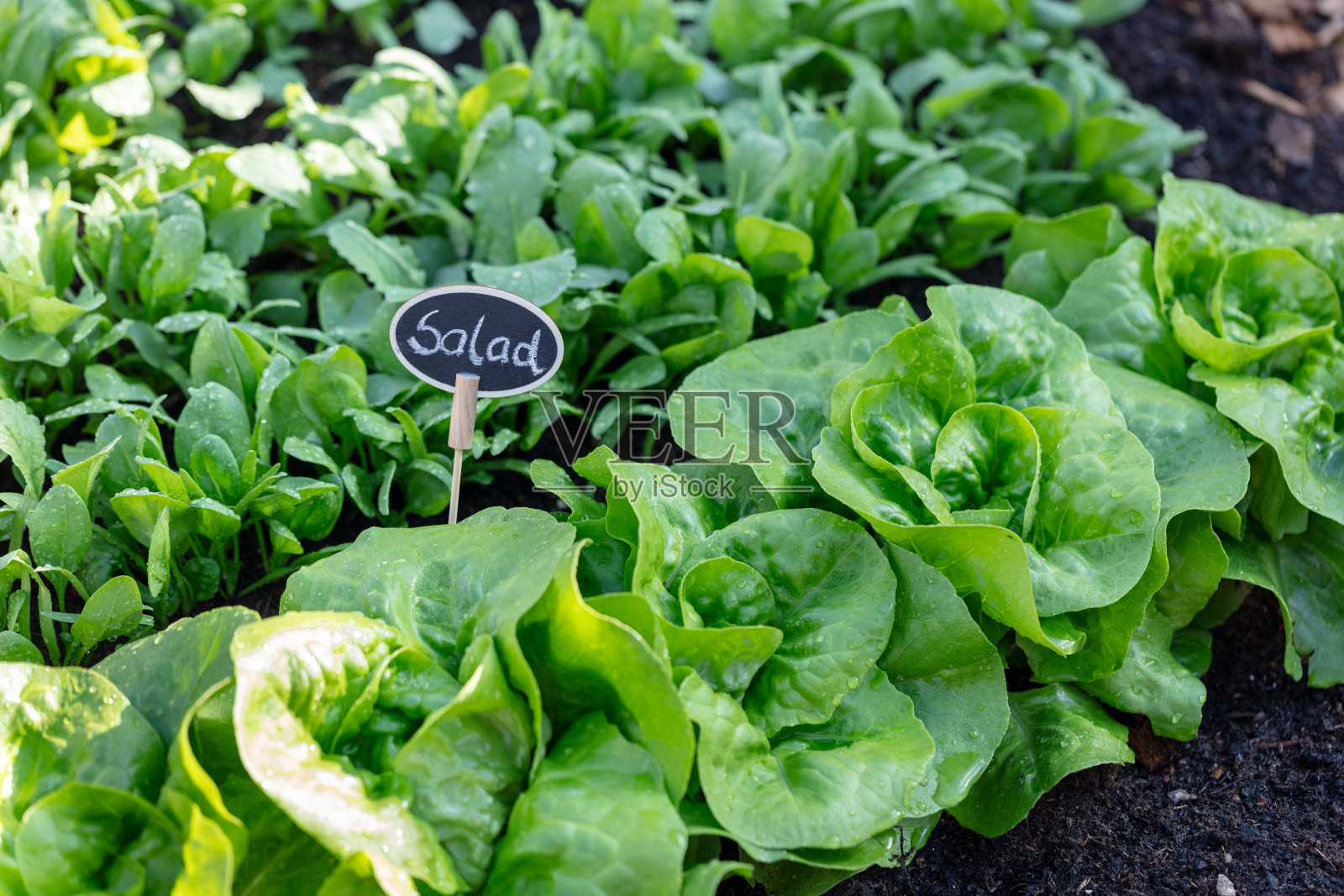菜园里的新鲜生菜。照片摄影图片