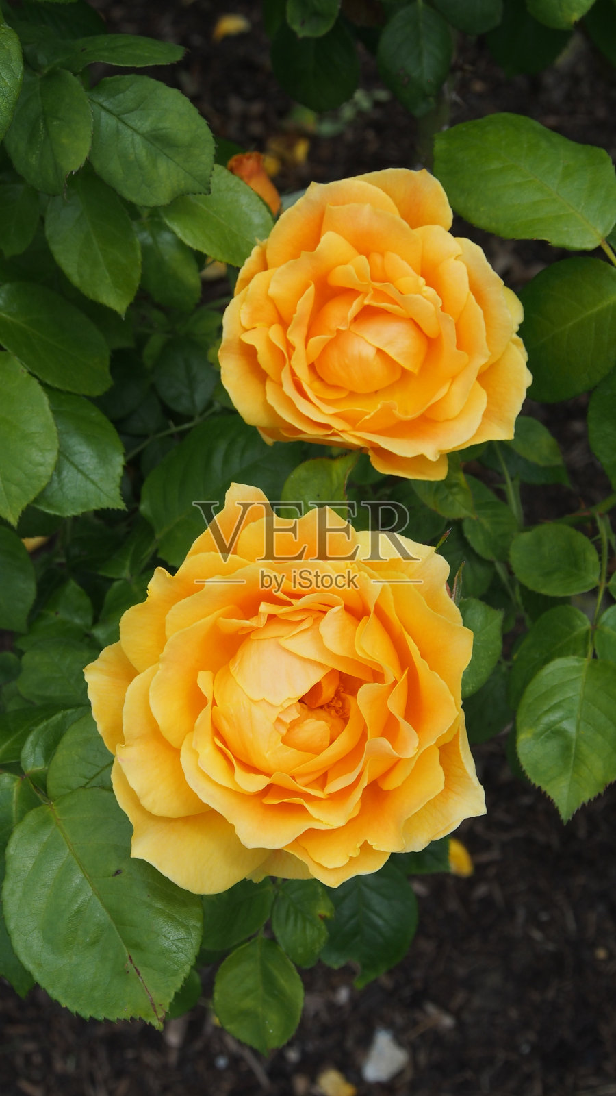 金玫瑰花朵照片摄影图片