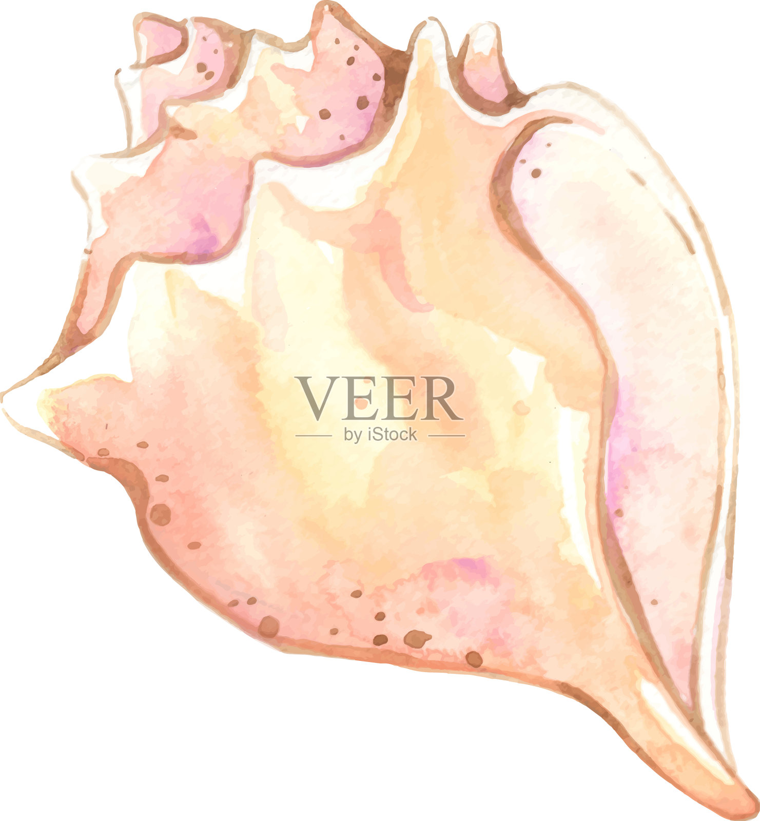 海贝壳水彩为海洋生活设计元素图片