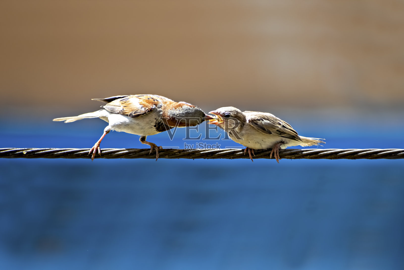 刚出生的饥饿小麻雀勉强在电线上保持平衡,父母给它喂食。照片摄影图片