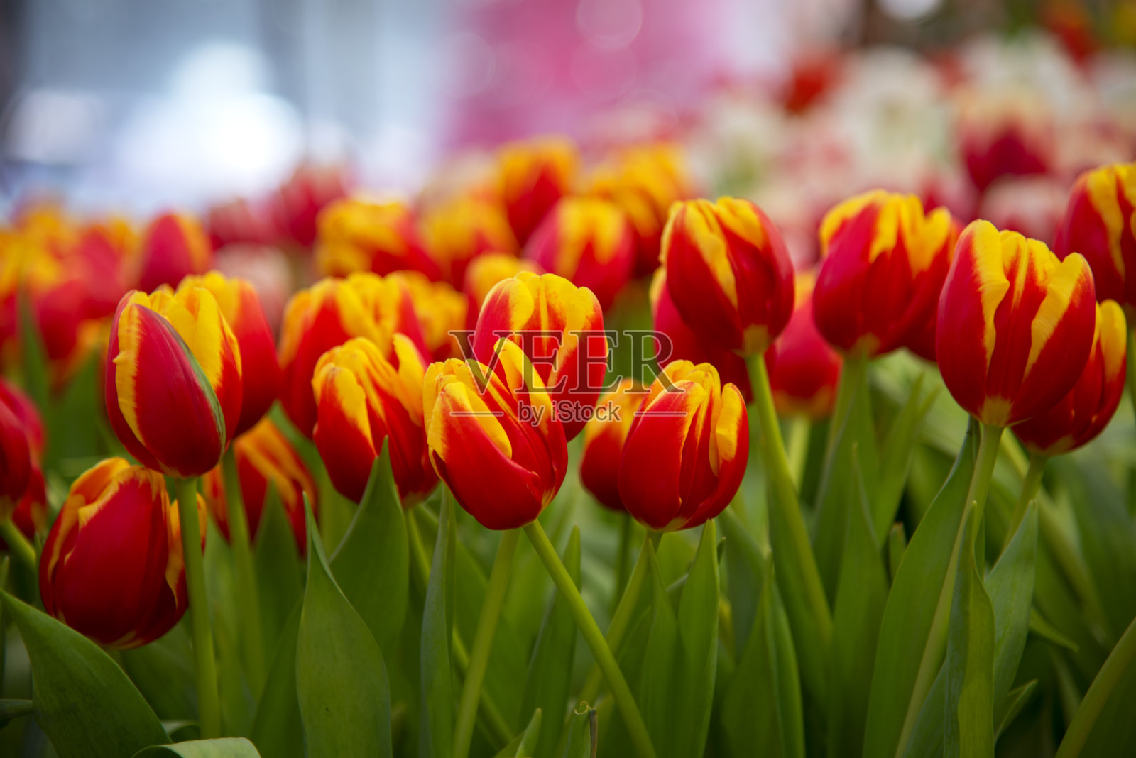 五彩缤纷的郁金香花背景在花园里照片摄影图片