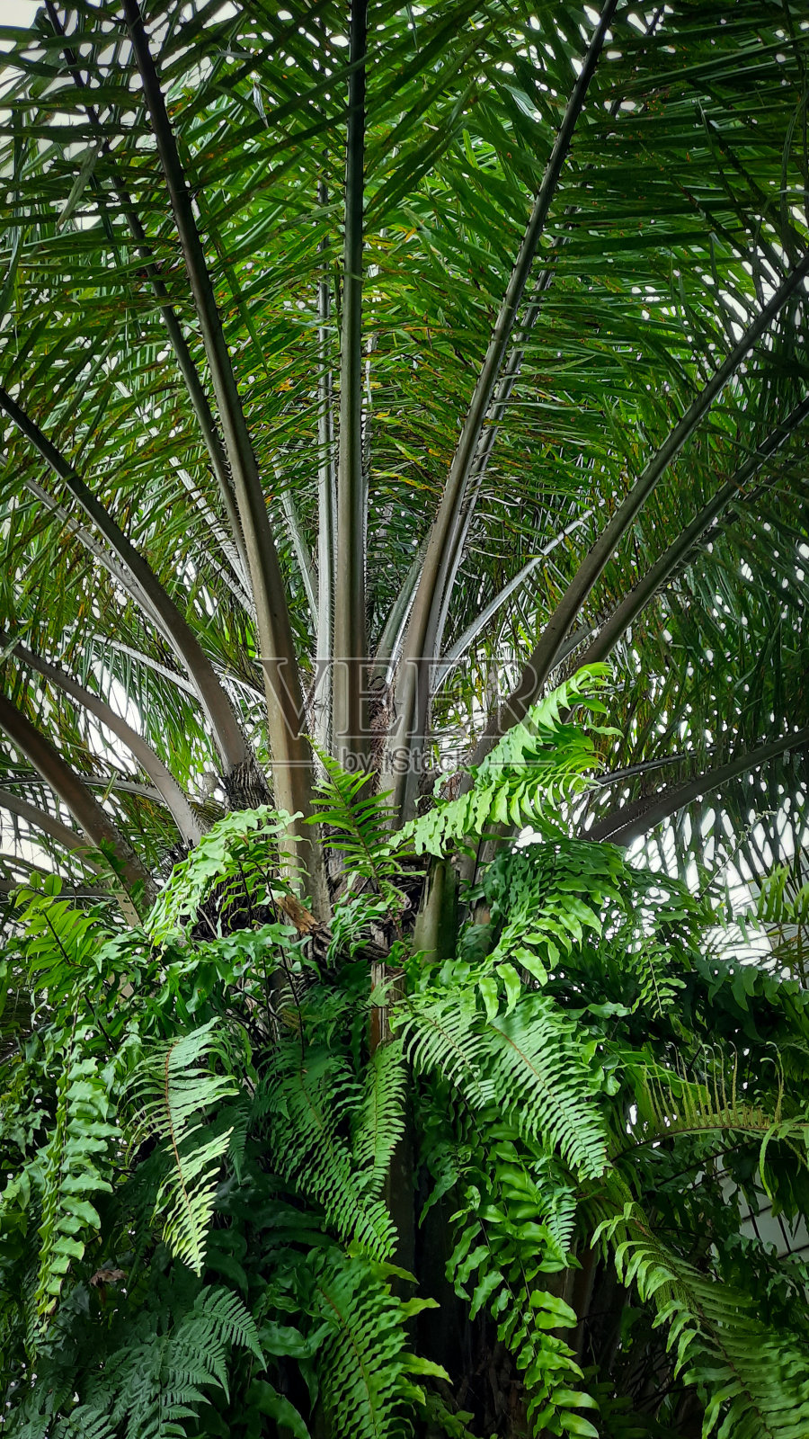 蕨类植物照片摄影图片