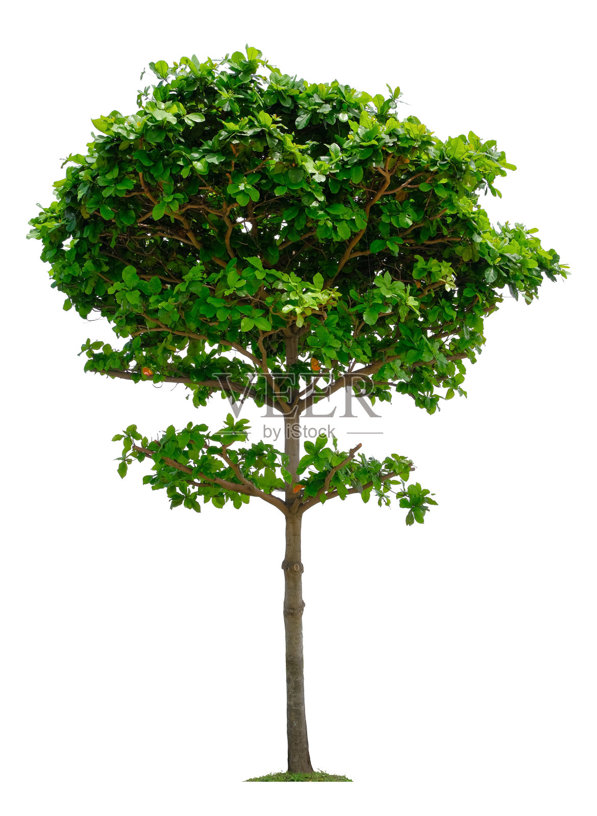 美丽的树孤立在白色背景。适用于建筑设计或装饰工作。照片摄影图片