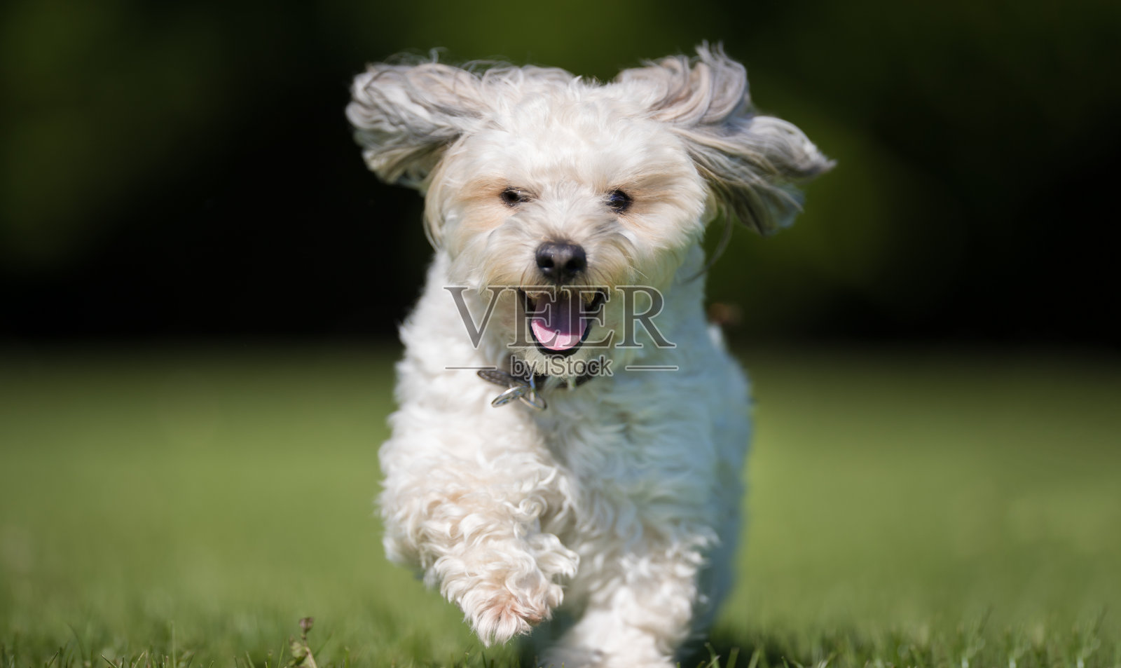 漂亮的狗照片摄影图片