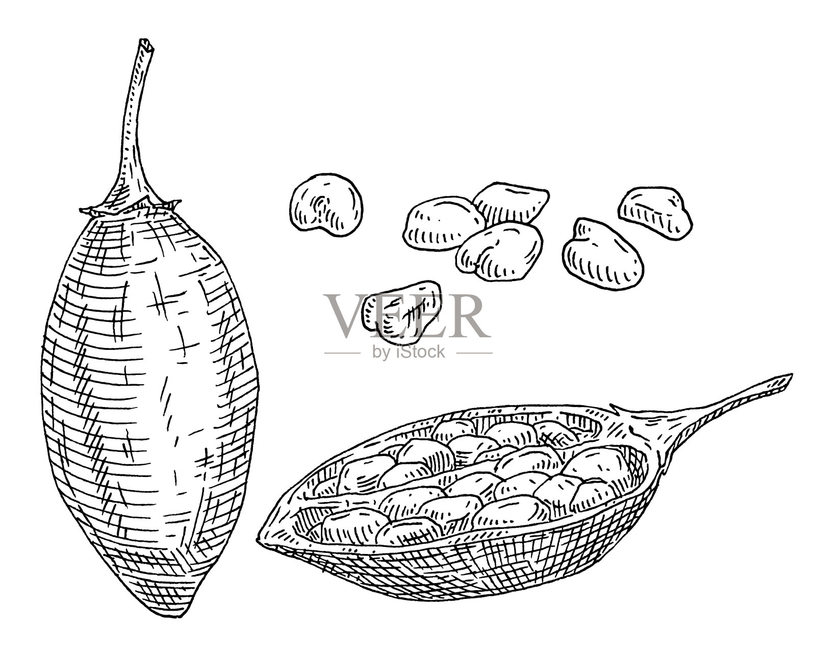 完整的和半猴面包树的种子年份插画图片素材