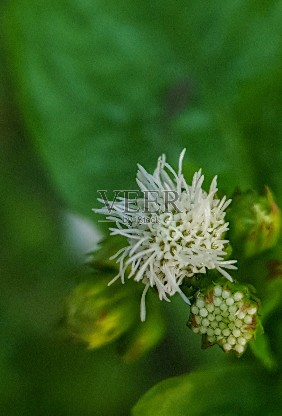 特写照片照片摄影图片