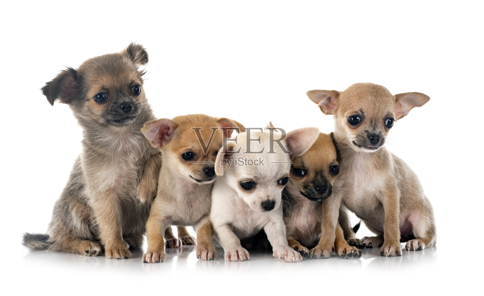 吉娃娃犬在工作室照片摄影图片