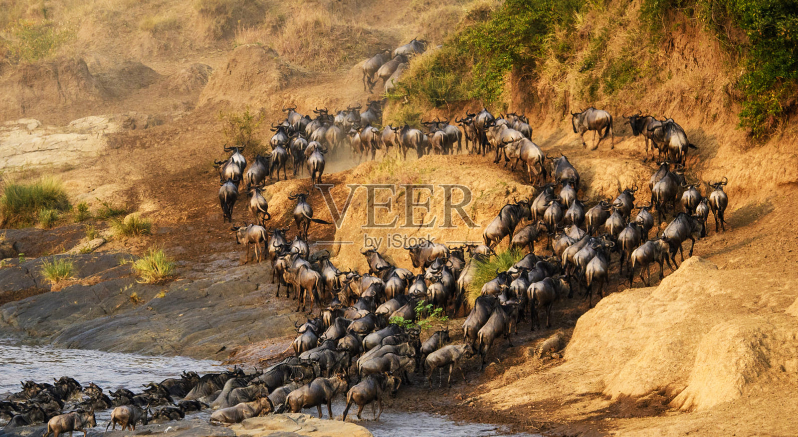 坦桑尼亚美丽的野生动物图片照片摄影图片