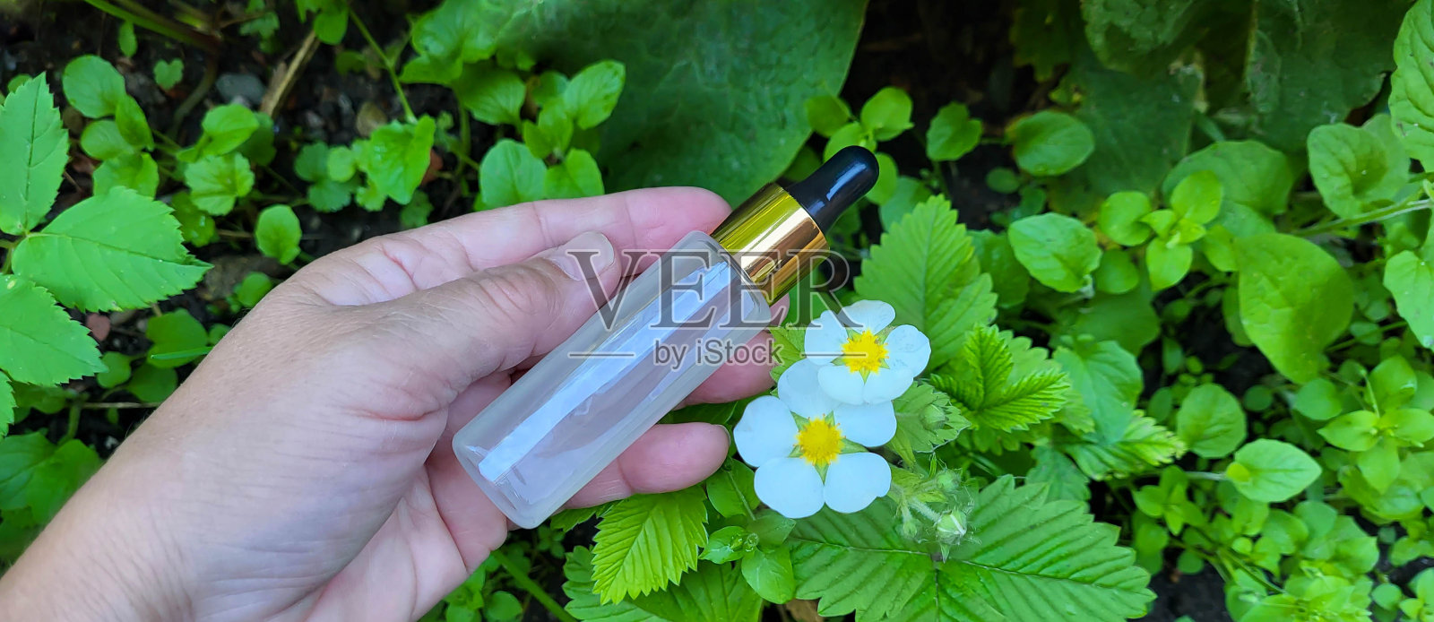 一只手和一瓶带吸管的血清,背景是绿色植被和草莓花。皮肤护理化妆品容器照片摄影图片