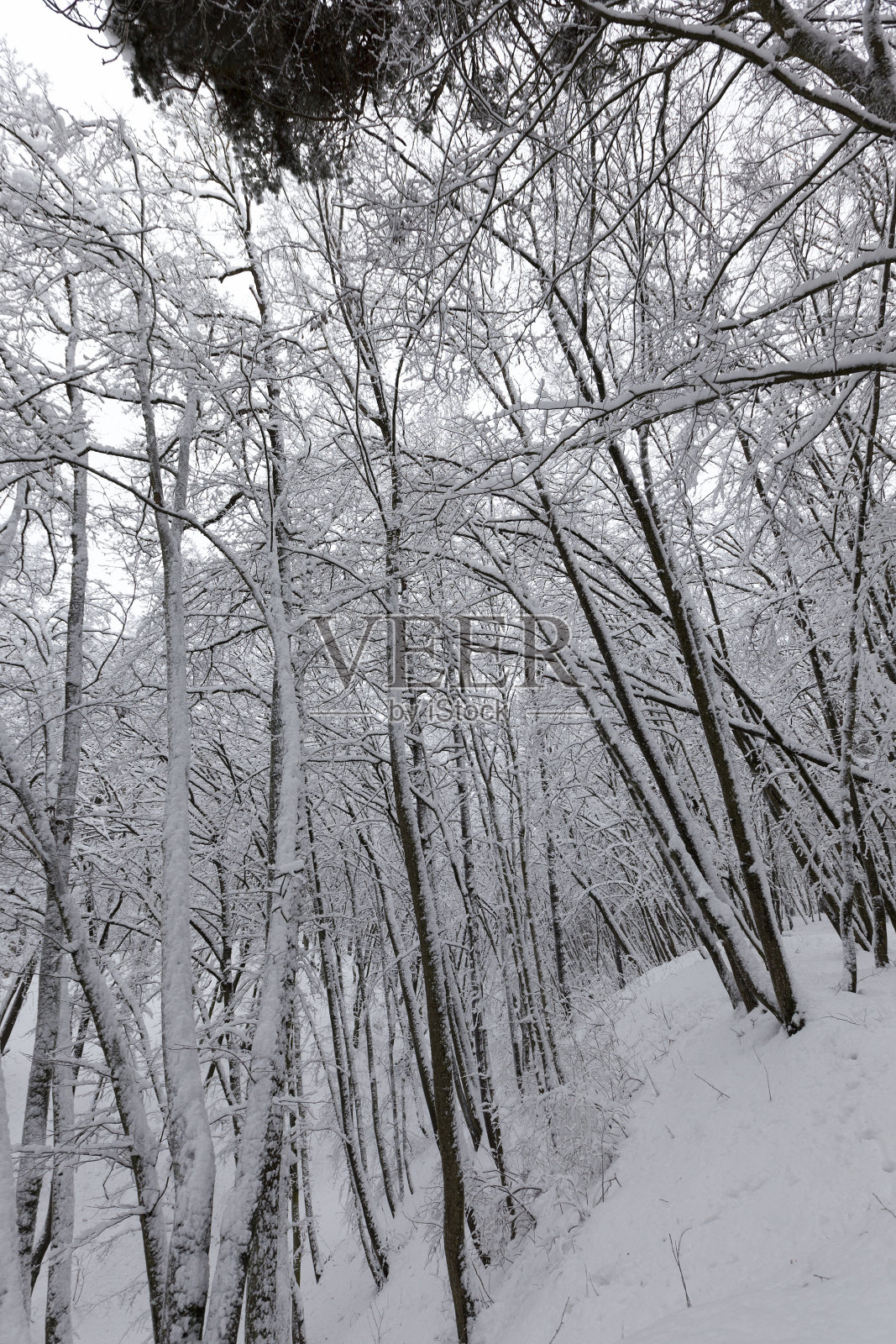 冬天下雪后的落叶树木照片摄影图片