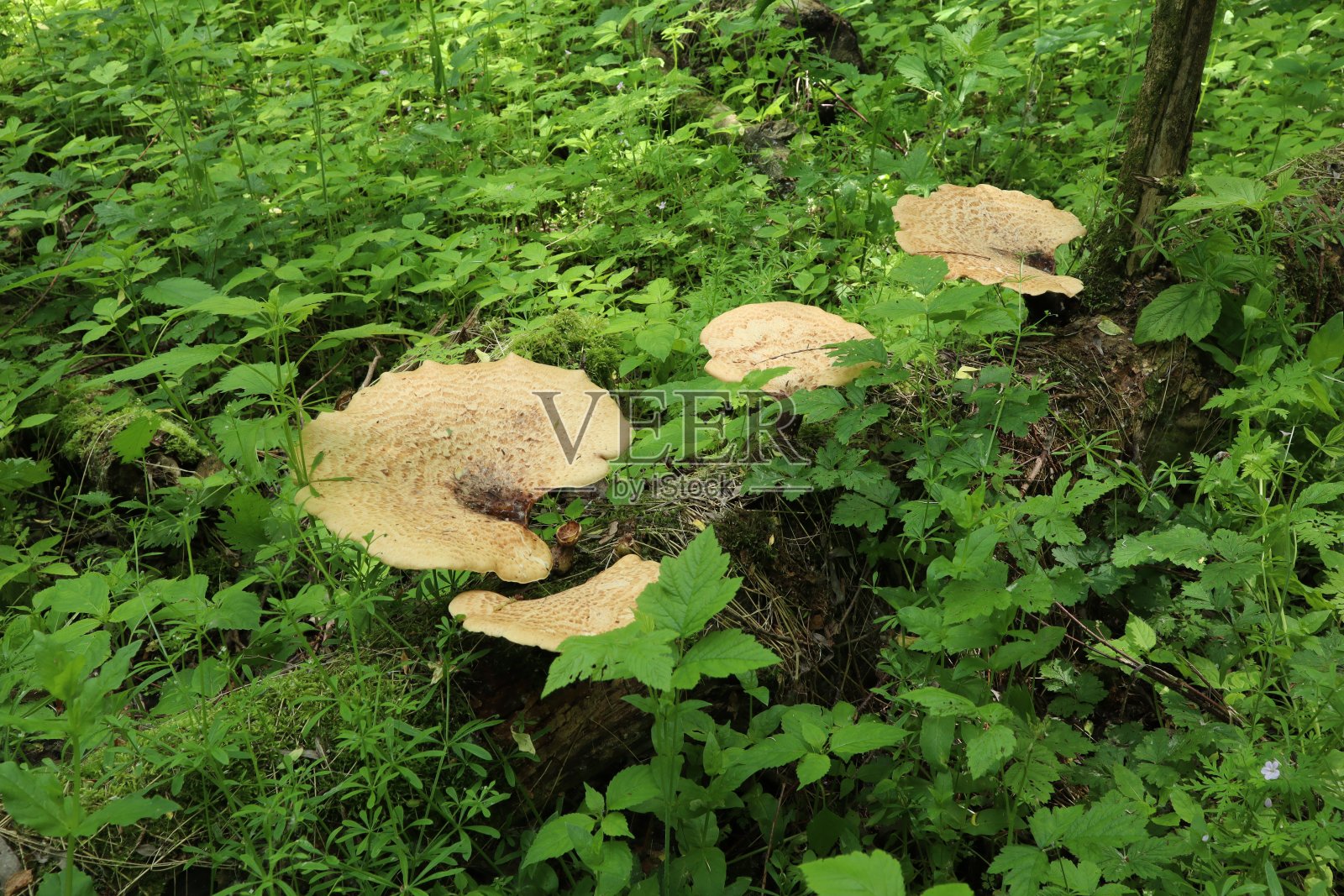 大型真菌照片摄影图片