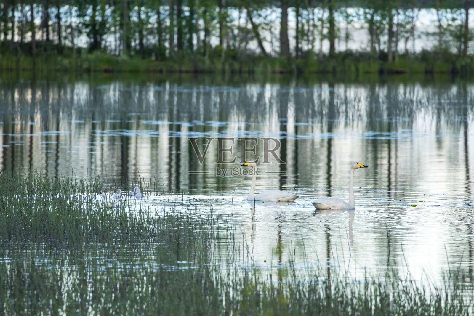 一对大天鹅,大天鹅照片摄影图片