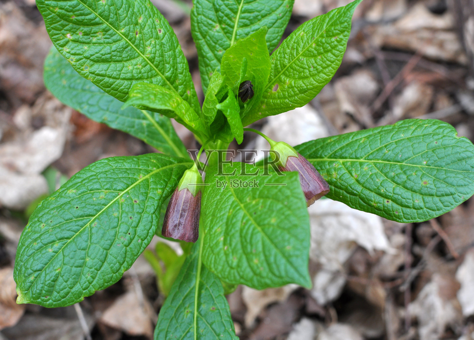 春天,石竹在森林中开花照片摄影图片