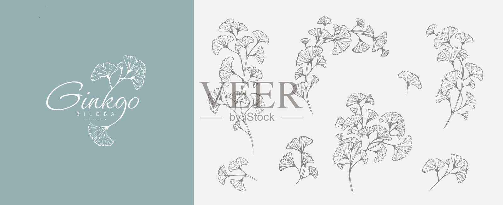 银杏花标及枝套手插画图片素材