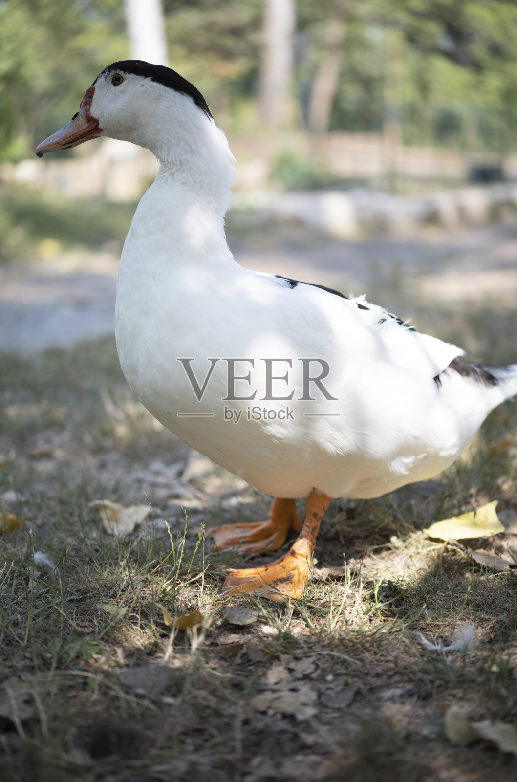 公园里的鹅照片摄影图片