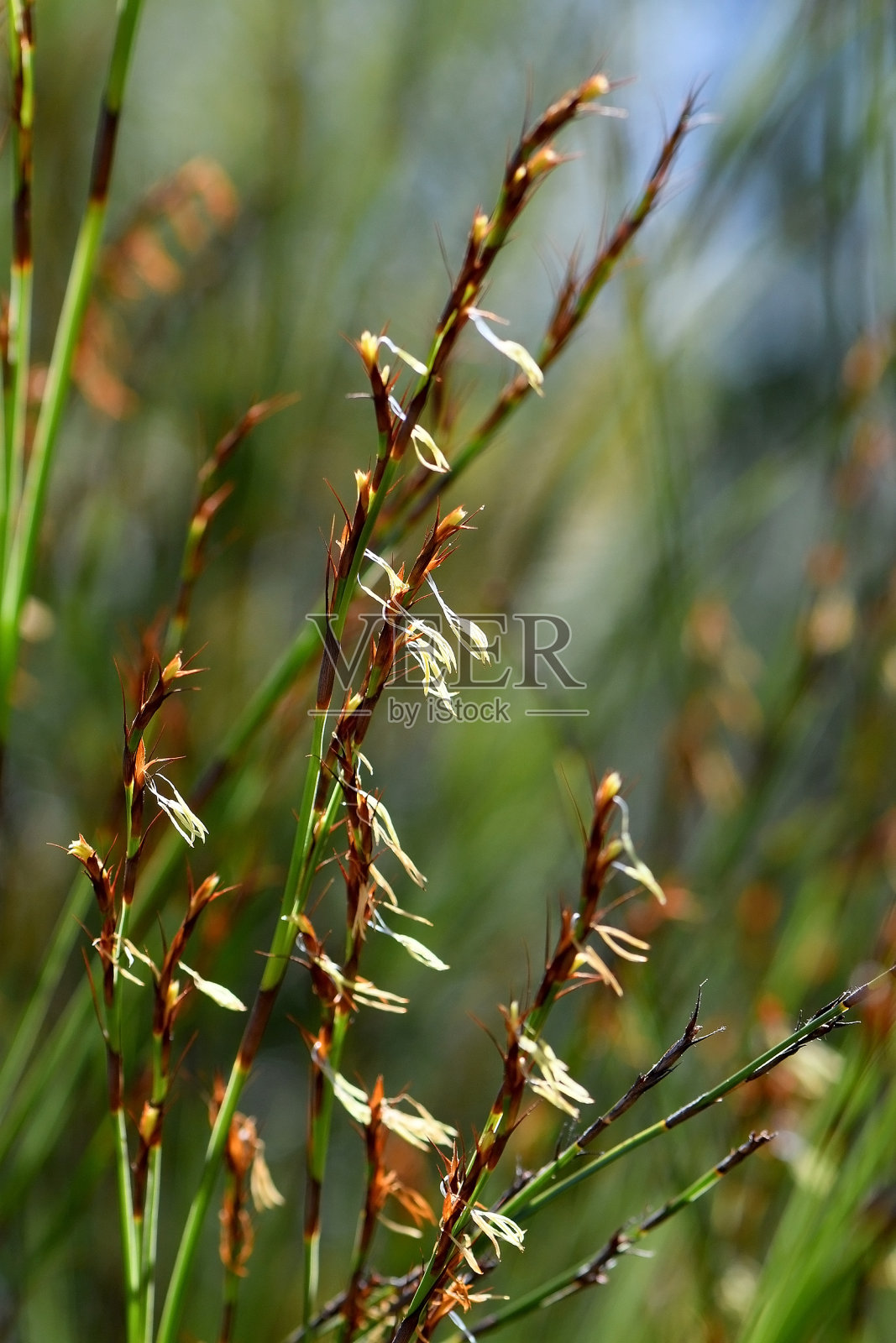 原产于澳大利亚的粗捻蒲楠的茎和花,莎草科照片摄影图片