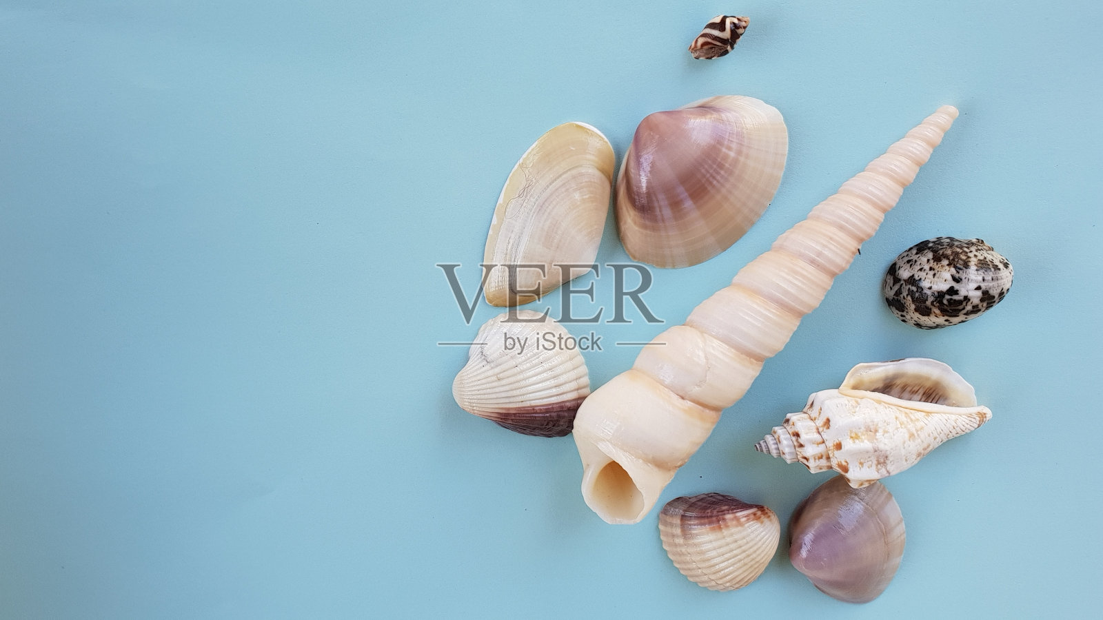 蓝色背景上的小群海贝照片摄影图片