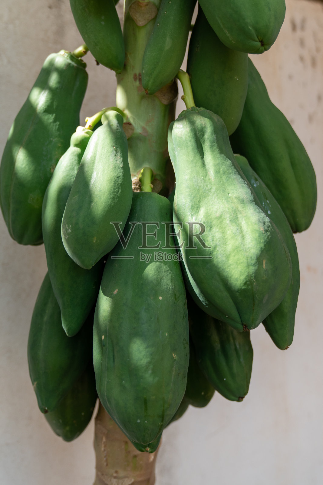 在自家花园里种有天然木瓜或番木瓜果实的树照片摄影图片