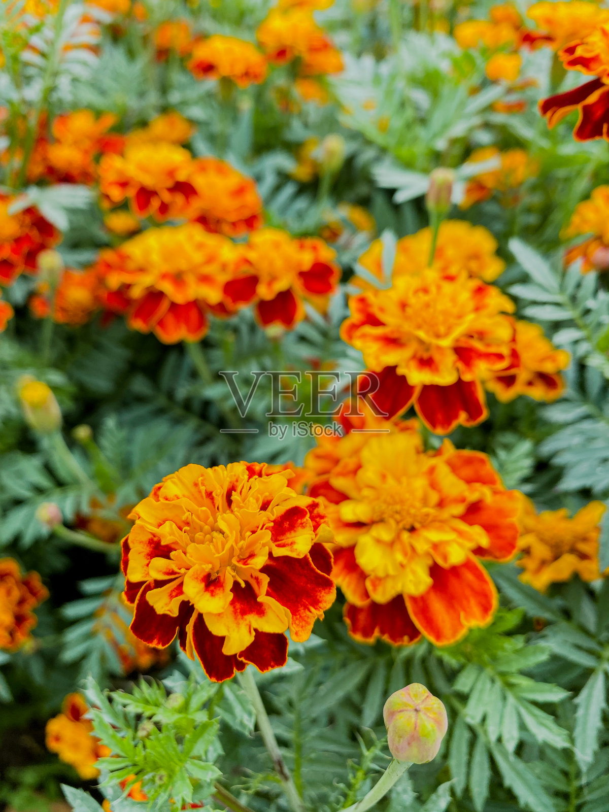 橙色和红色的花盆万寿菊照片摄影图片