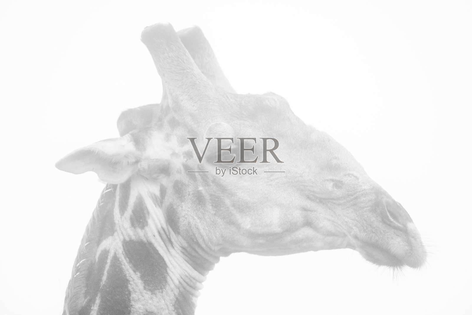 长颈鹿肖像在雾黑白照片摄影图片