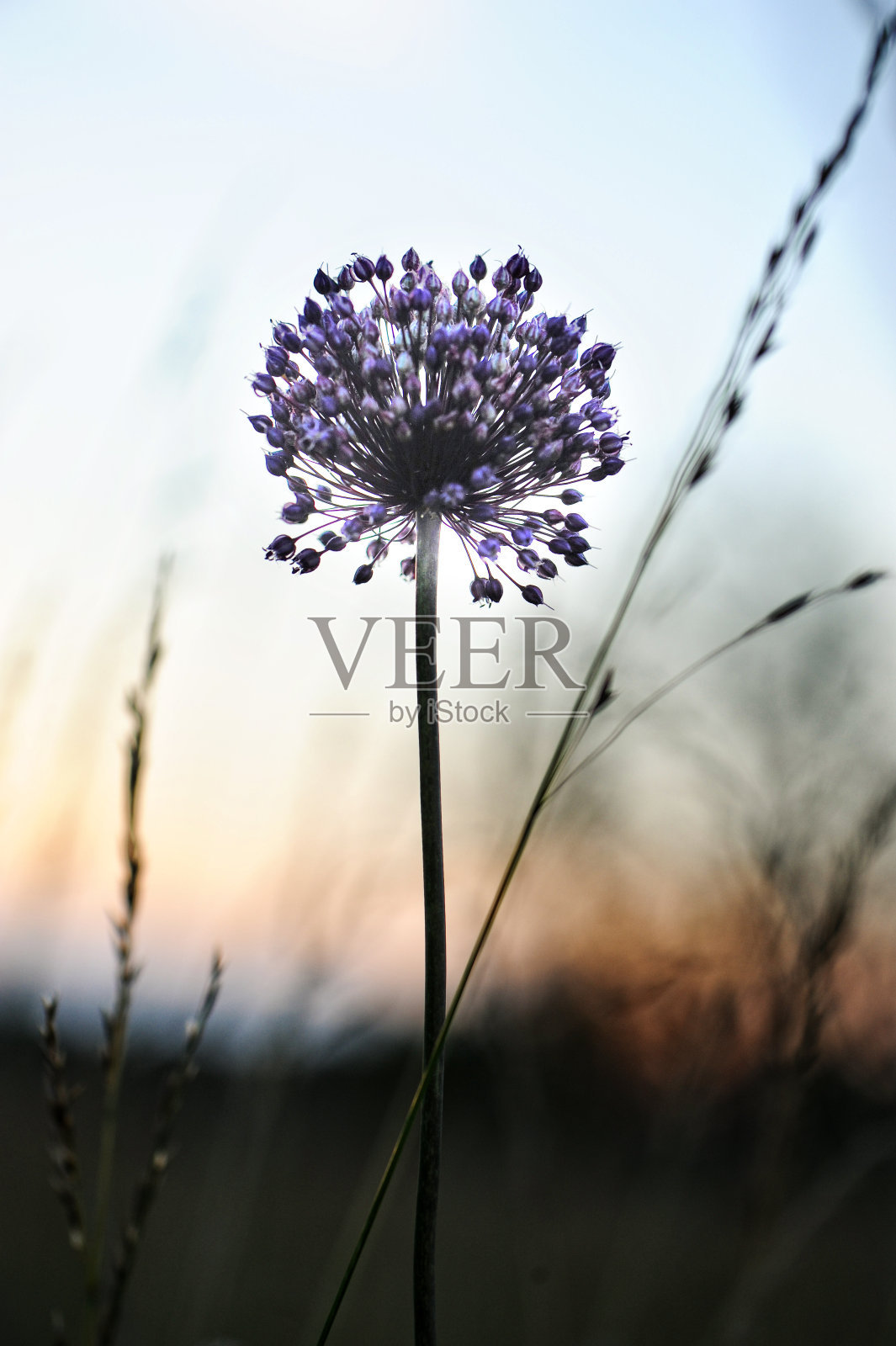 《黄昏的约克镇洋葱》照片摄影图片