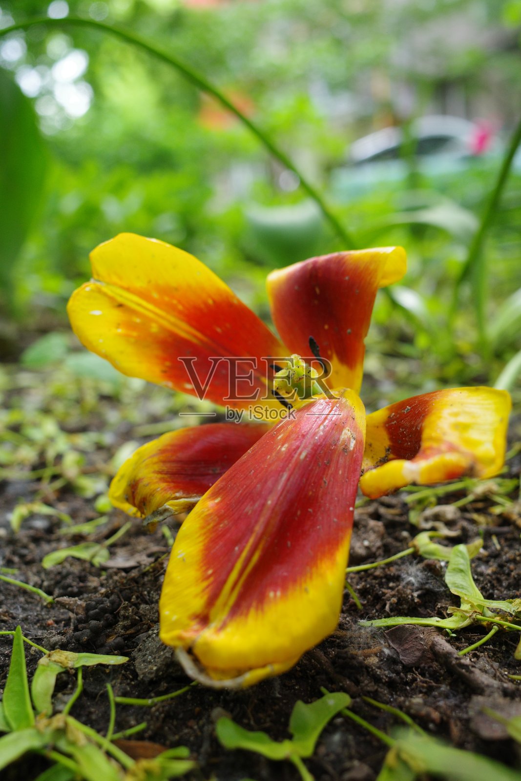 红黄花落在绿草地上。头状花序特写。植物的背景照片摄影图片