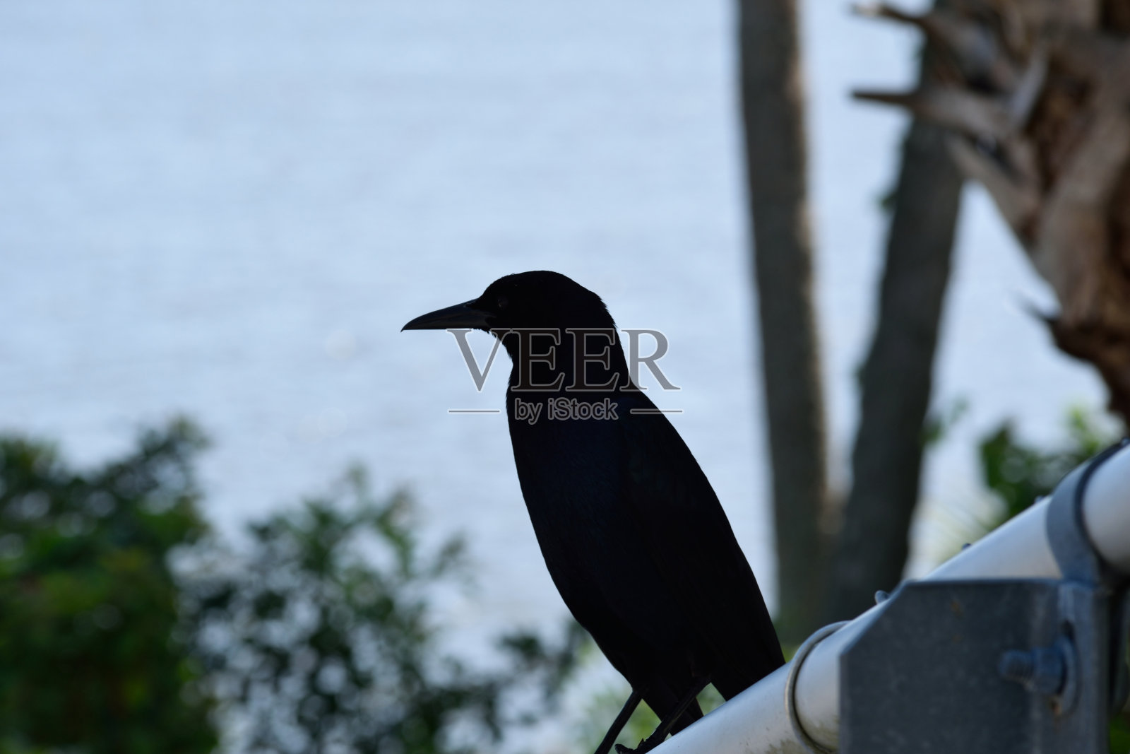 一只鸟在户外照片摄影图片