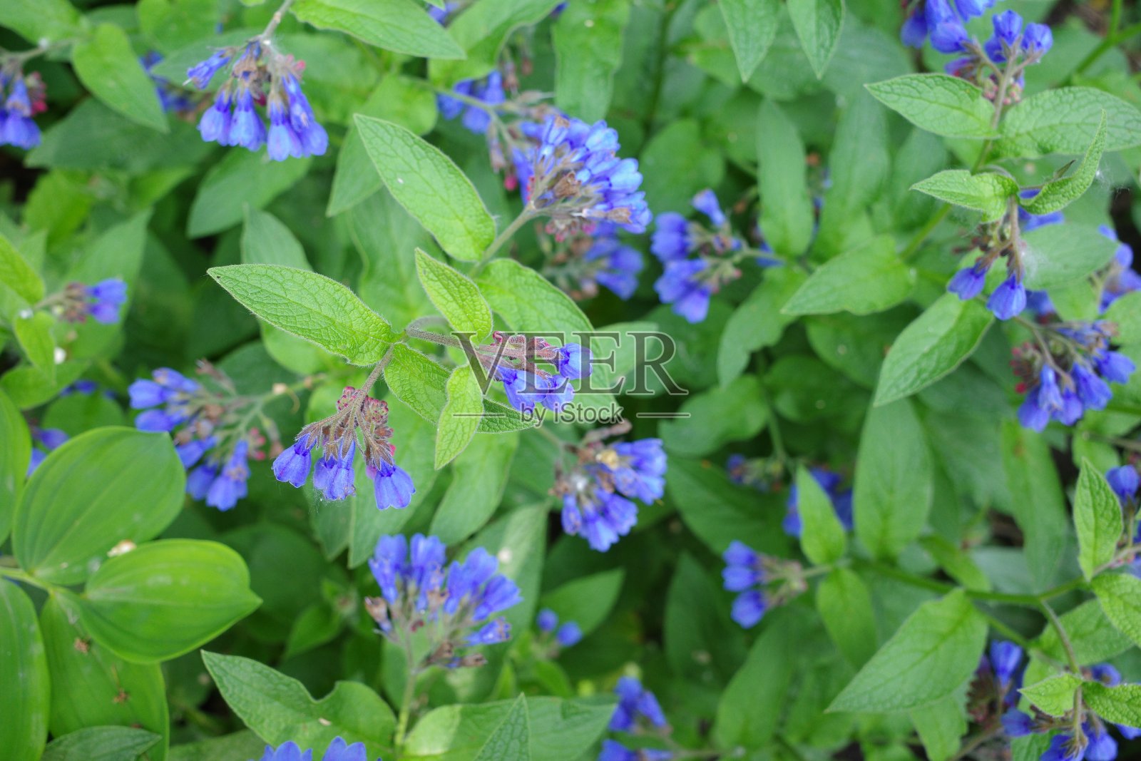 蓝色紫草花,绿叶。植物背景照片摄影图片