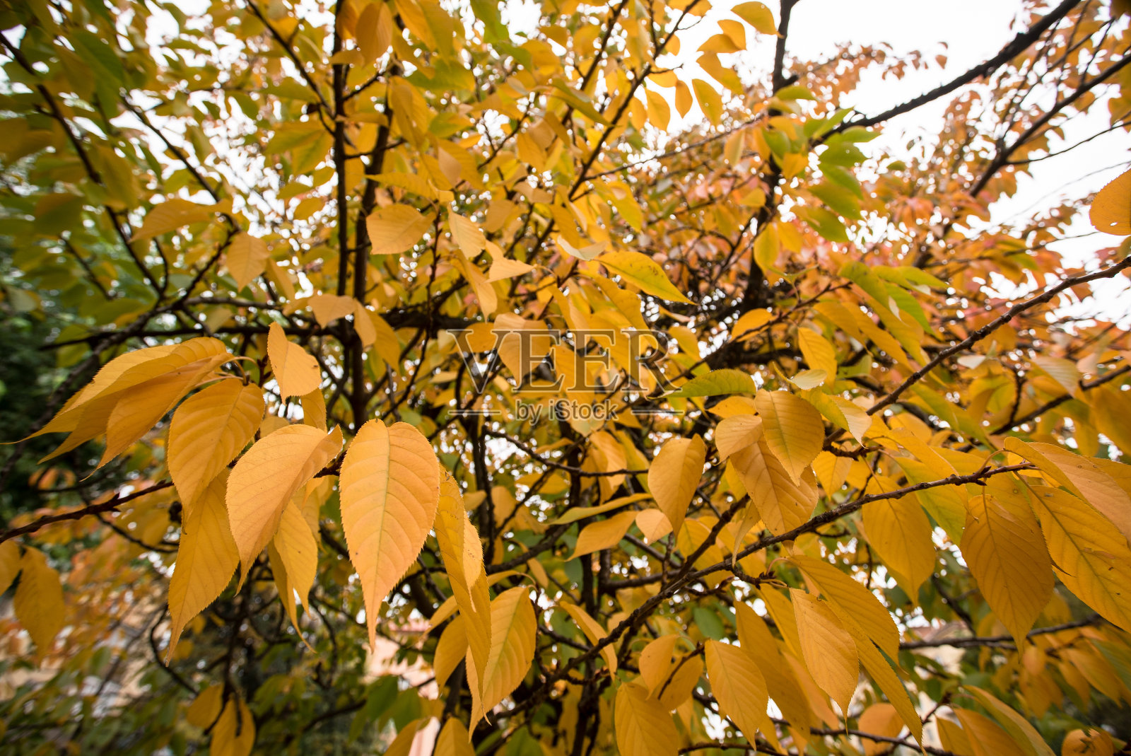 树枝上的黄叶。秋天的季节。照片摄影图片