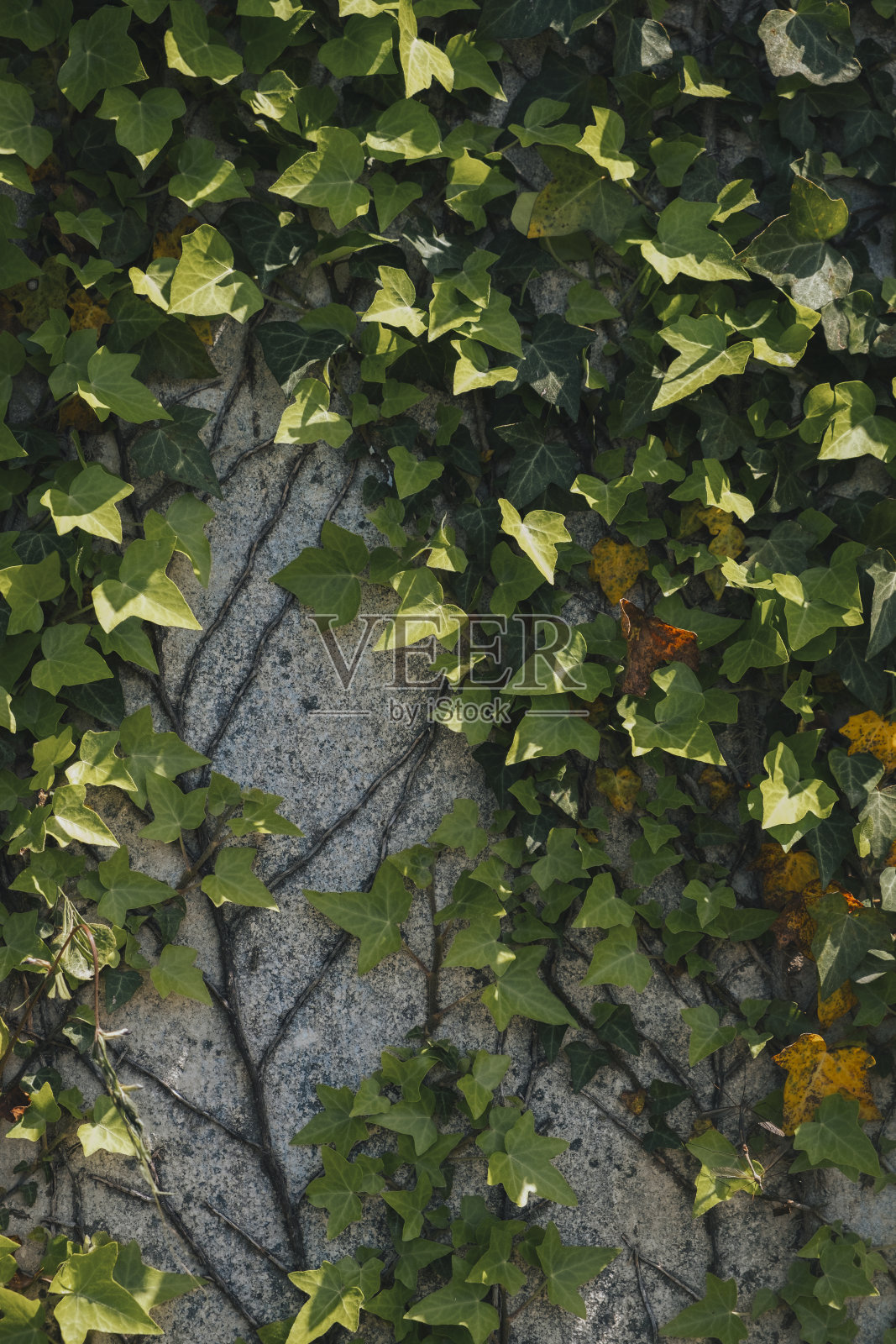 绿色墙面装饰设计。自然背景纹理。春夏花园。都市丛林室内园艺。照片摄影图片