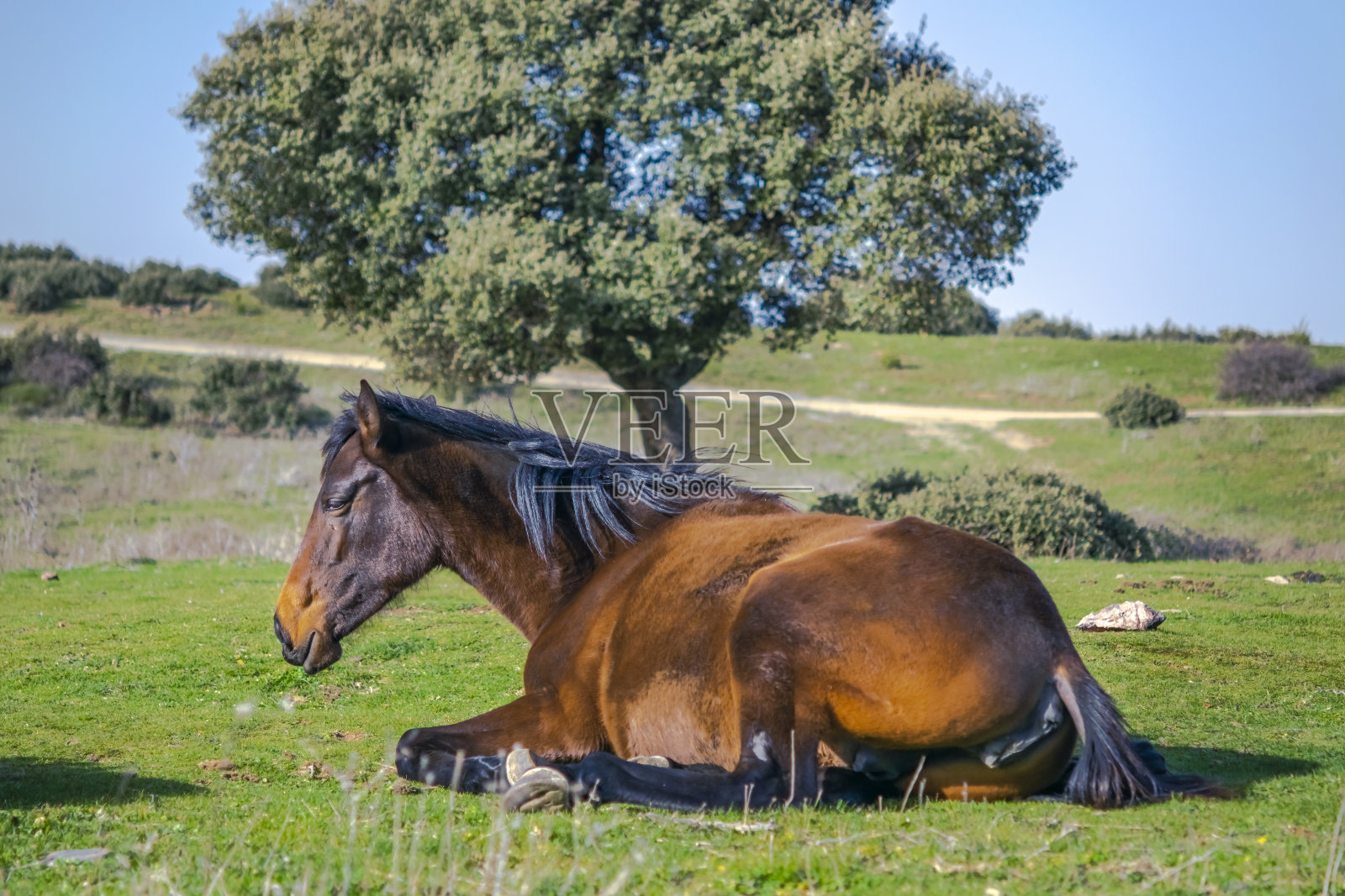 哭泣的马照片摄影图片