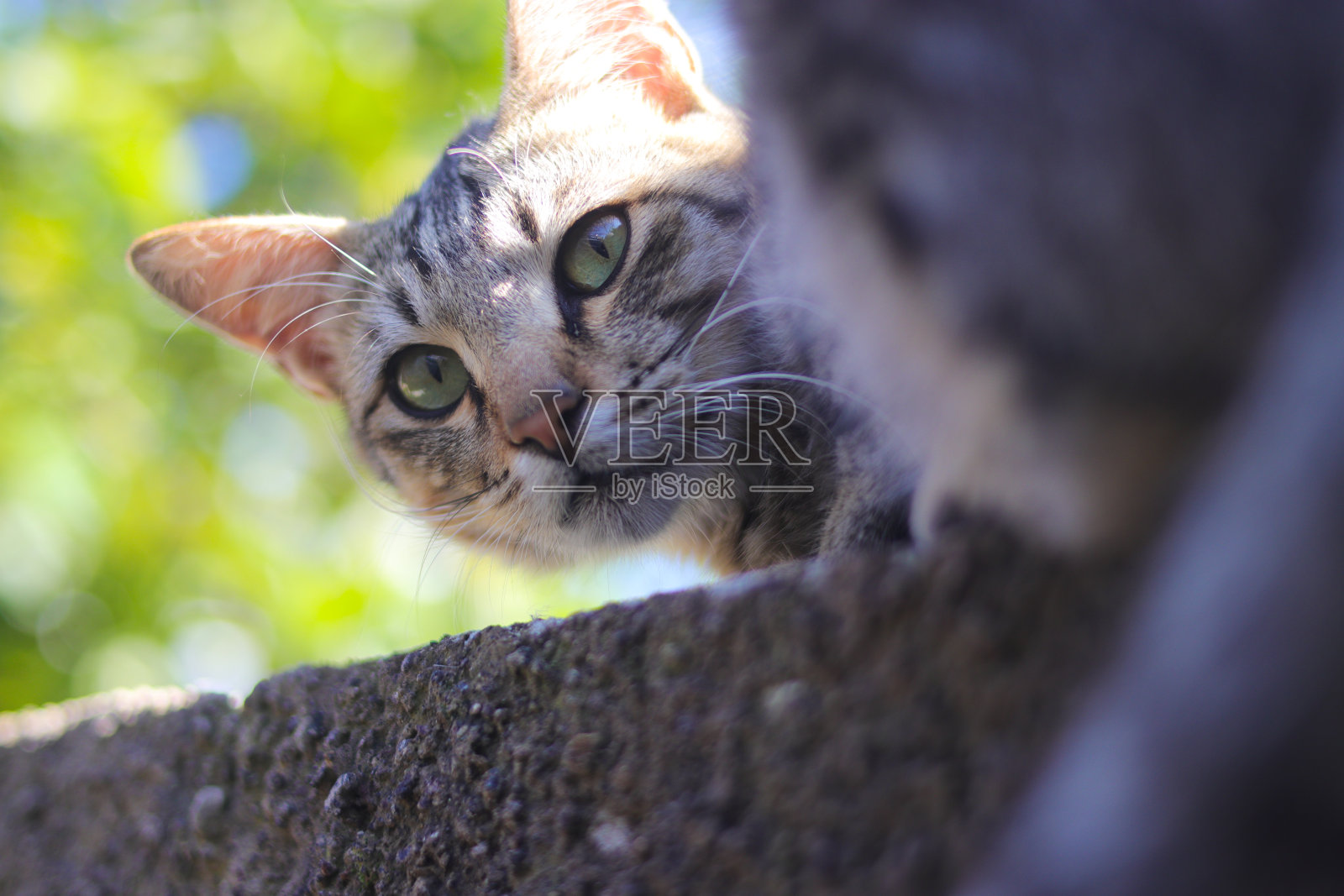 有条纹的猫在后院的墙上照片摄影图片