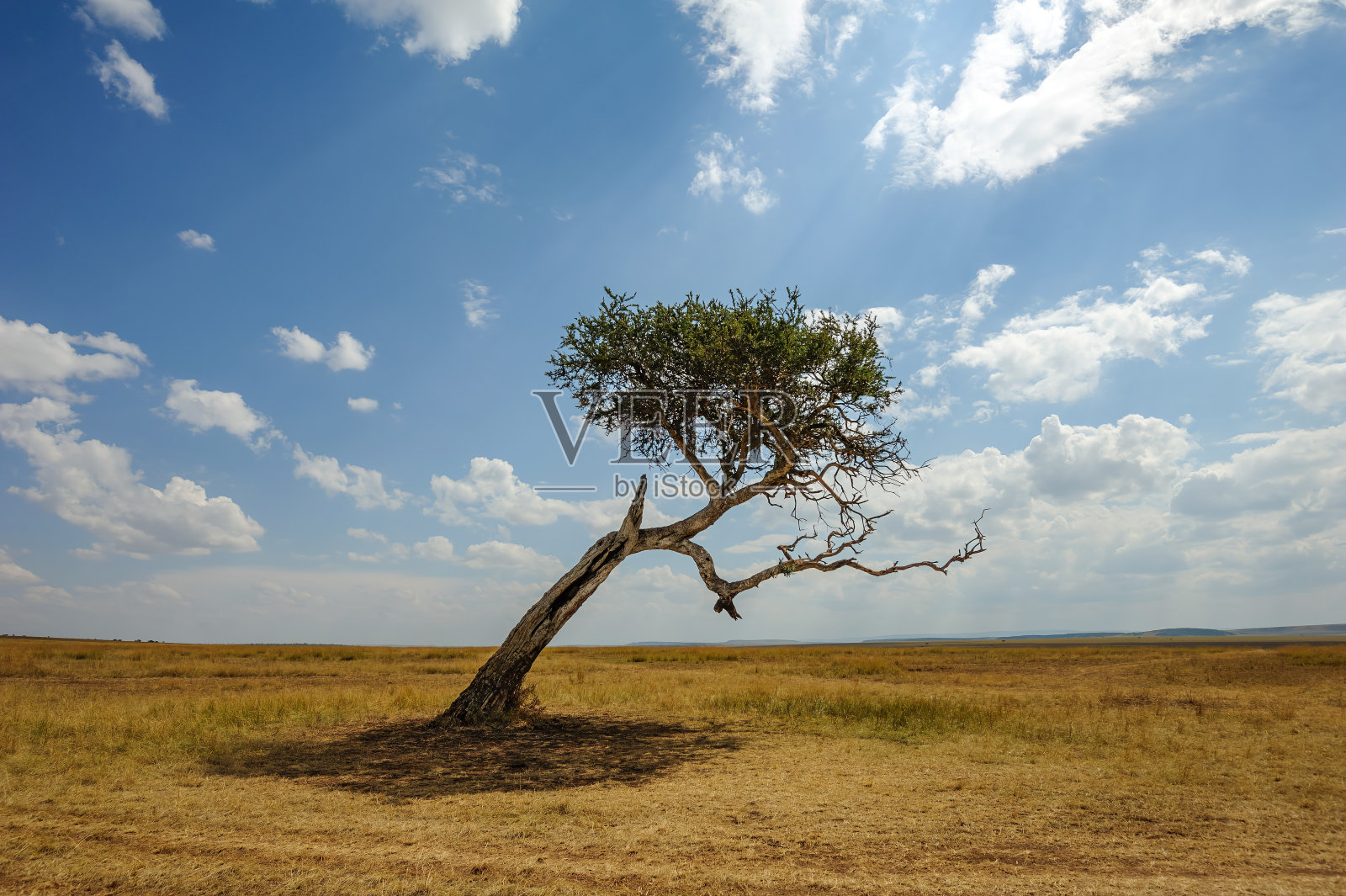 在非洲大草原上有金合欢树的美丽风景照片摄影图片