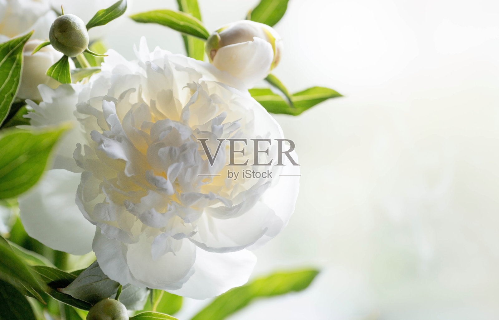 阳光下的一束美丽的白色牡丹。花和花蕾的特写。照片摄影图片