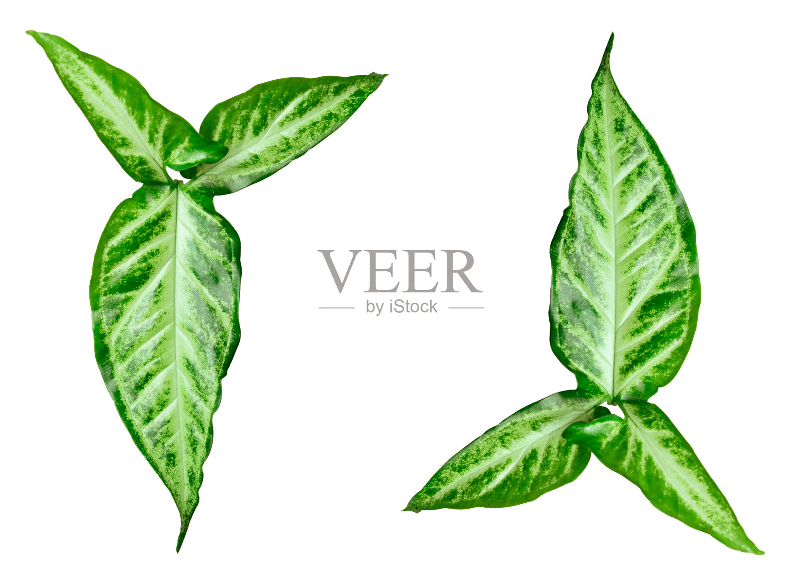 白色背景下的鬼臼合欢叶。照片摄影图片