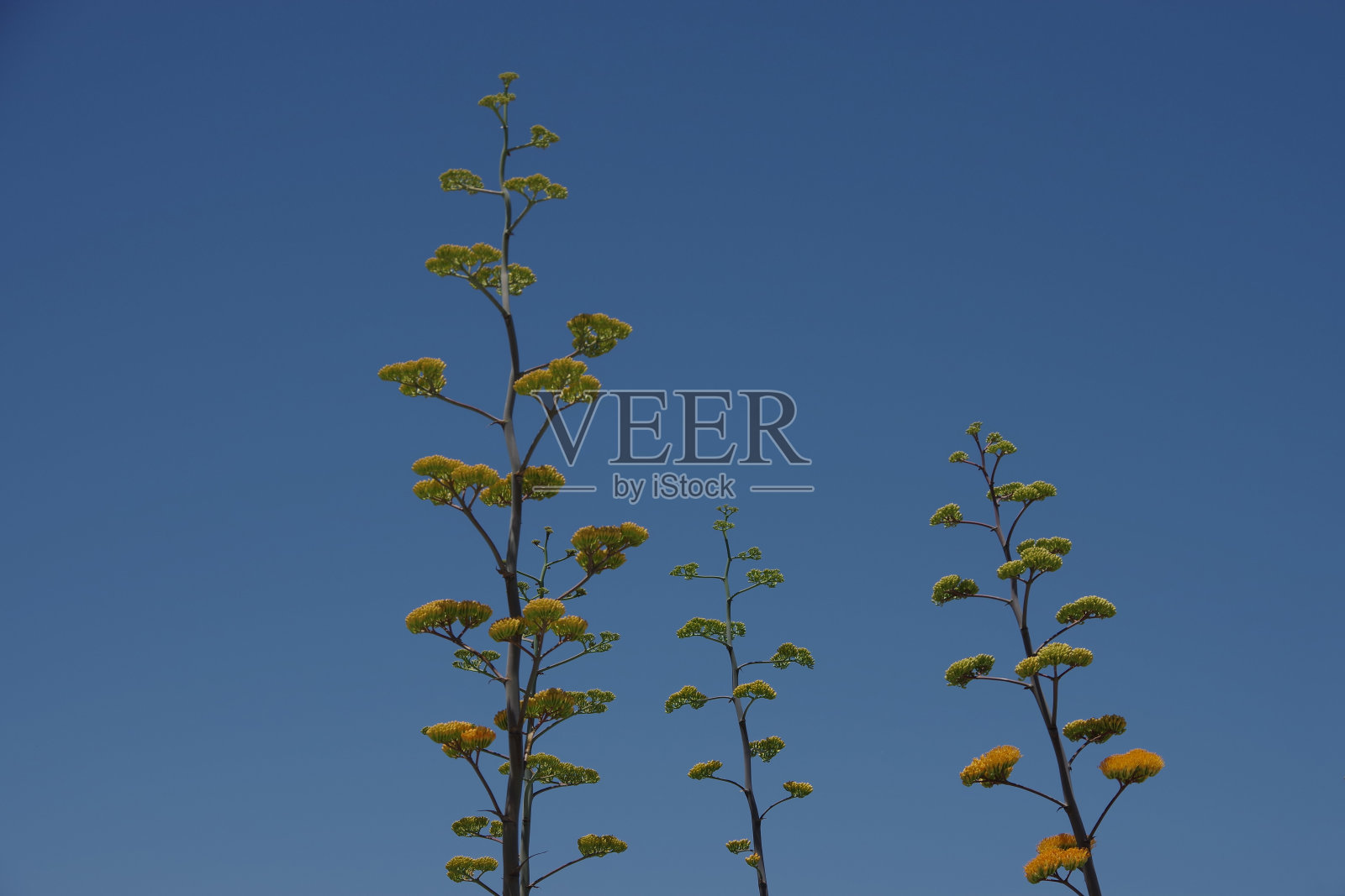 龙舌兰花的茎照片摄影图片