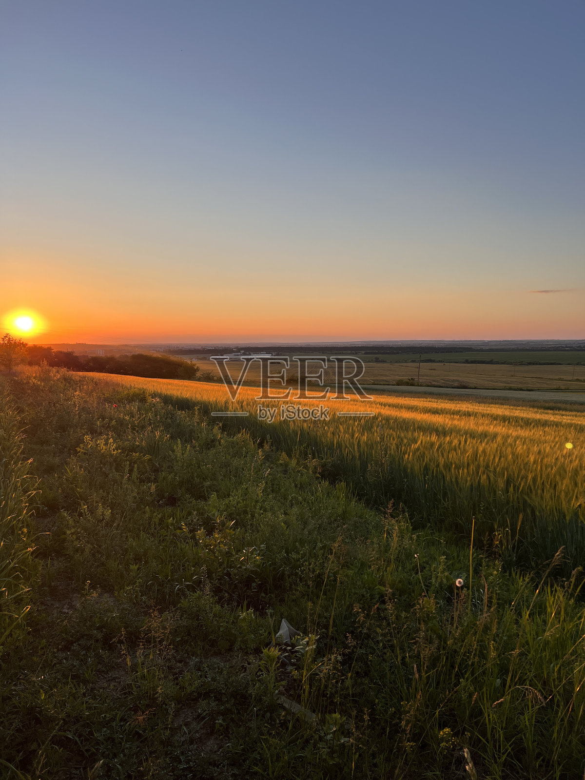 田野的绿色小穗在日落照片摄影图片